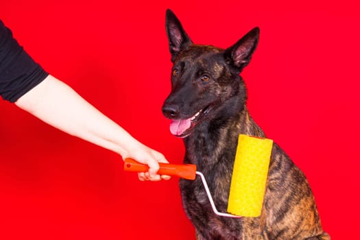 A dog builder is holding roller brusht. Red yellow background. Isolated. Dutch shepherd