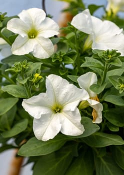 Blooming white surfinia flowers with beautiful delicate petals