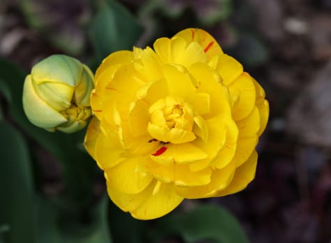 yellow tulips flowers blooming in a garden