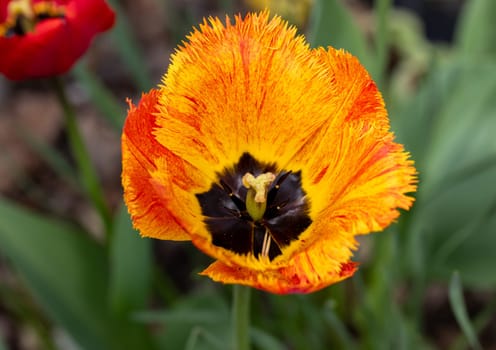 Yellow and orange tulip flower blooming in a garden