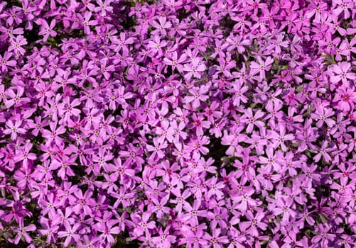 lilac aubrieta deltoidea flowers in the garden.