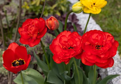 red tulips flowers blooming in a garden