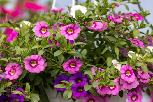 Colorful Calibrachoa or bell flower in flowerpot. Seasonal flowers
