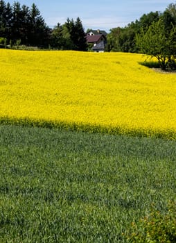 Cultivated field with blooming rape in bright yellow color