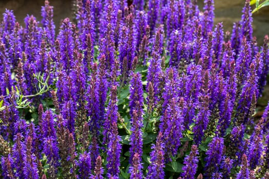 Salvia Nemorosa plant with purple flowers in a garden. Salvia Nemorosa in bloom.