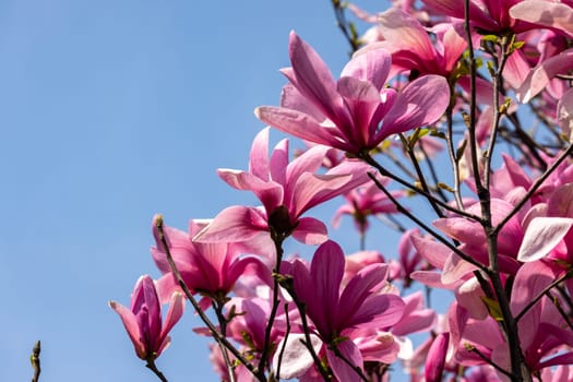 Beautiful magnolia tree blossom in spring. Pink magnolia flowers on a tree branch.