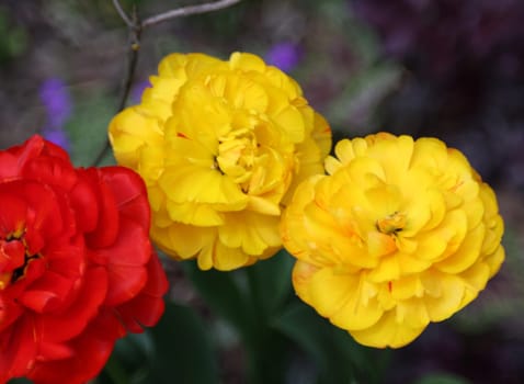 Yellow and red tulips flowers blooming in a garden