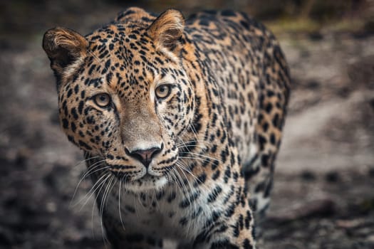 Persian leopard, Panthera pardus saxicolor