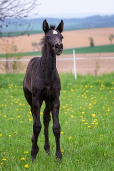 Black foal on spring blooming meadow