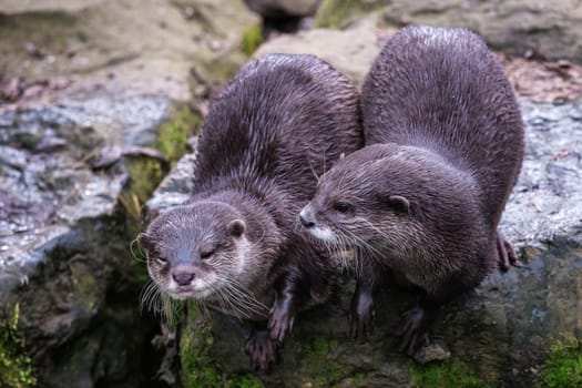 Two asian small clawed otters, Aonyx cinereus