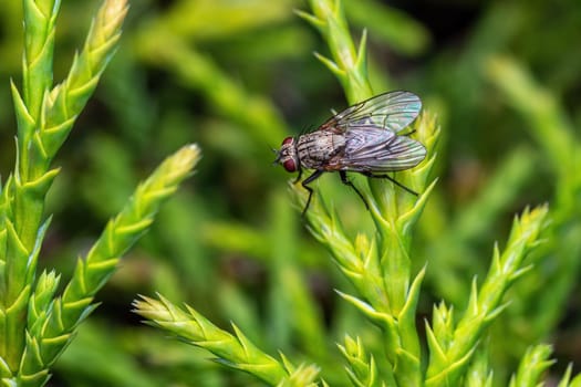 House fly on a green twig, Musca domestica