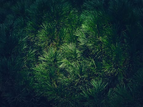 Closeup dark green pine tree texture. Evergreen needles natural background
