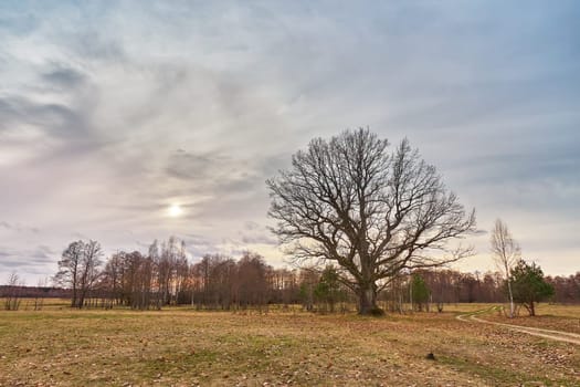 Big old oak without leaves standing alone on meadow. Early spring field landscape. Cloudy sunset Europe rural scene. Rainy storm weather. Overcast windy sky.