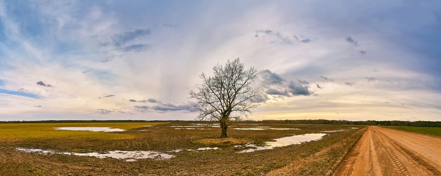 Big old tree without leaves standing alone panorama. Early spring agriculture field landscape. Snow melting to puddles. Cloudy sunset rural scene. Dirt country road. Rainy storm weather. Overcast windy sky.