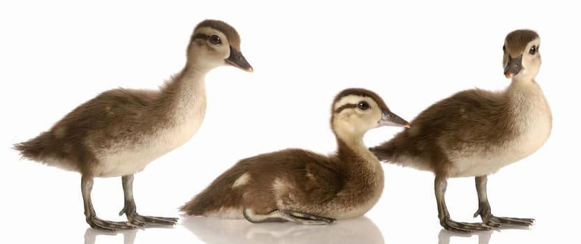 flock of baby mallard ducks isolated on white background