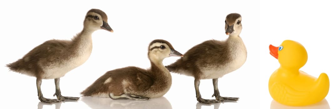 blended family - three baby mallard ducks and a rubber duck