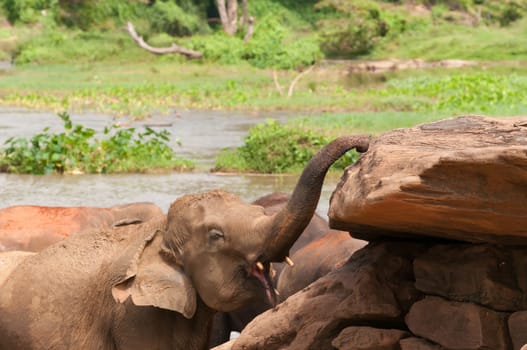 Baby elephant with the tusks and extended trunk in the river in Sri Lanka