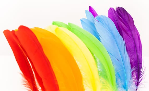 Feathers in LGBT rainbow colours