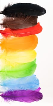Feathers in LGBT rainbow colours