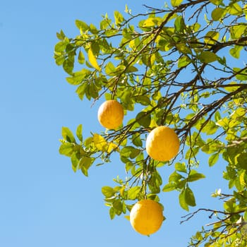 Lemon. Ripe Lemons Hanging on a Lemon tree. Growing Lemon