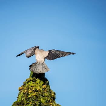 Landing raven on a well
