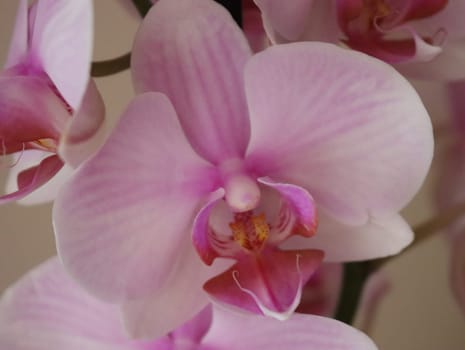 orchid natural flower different rarity beautiful colors plant