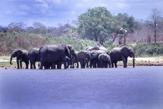 Elephant (Loxodonta africana), Selous Game Reserve, Morogoro, Tanzania, Africa