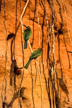 Whitefronted Bee-eater (Merops bullockoides), Selous Game Reserve, Morogoro, Tanzania, Africa