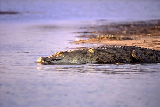 Nile Crocodile (Crocodylus niloticus), Selous Game Reserve, Morogoro, Tanzania, Africa