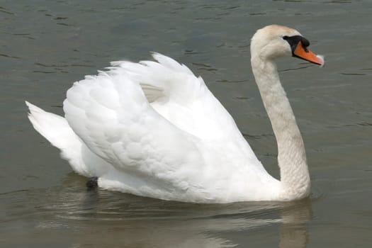 Schwaene,Cygnus