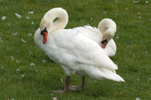 Schwaene,Cygnus
