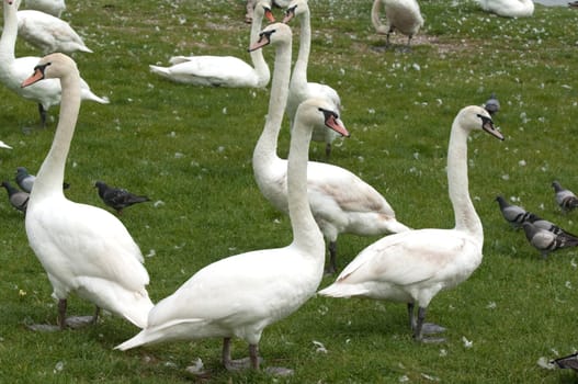 Schwaene,Cygnus