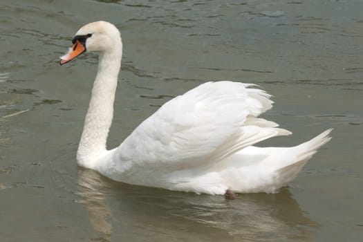 Schwaene,Cygnus