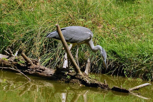 Grey heron