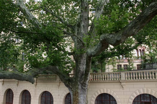 Huge plane trees in schwerin castle garden