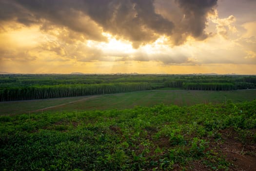 Rubber plantation farming area in the south of Thailand, Latex rubber, Para rubber tree garden