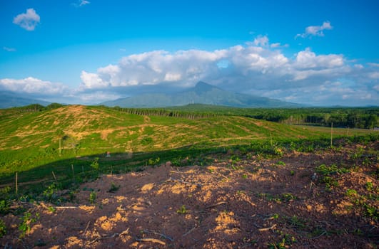 Rubber plantation farming area in the south of Thailand, Latex rubber, Para rubber tree garden