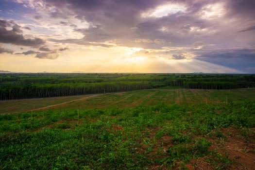 Rubber plantation farming area in the south of Thailand, Latex rubber, Para rubber tree garden