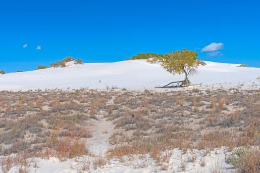 White Sands and Desert Plants in White Sands National Park in New Mexico