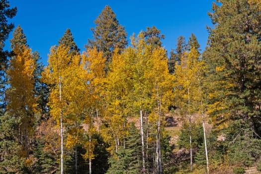 Colorful Aspen in the Fall in the Mountains Near Cloudcroft, New Mexico