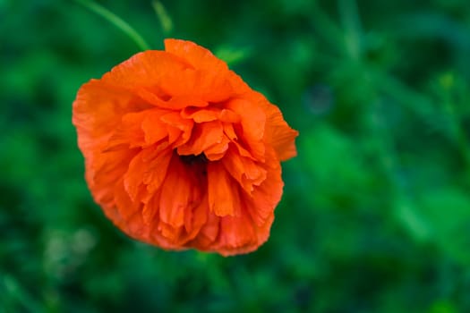 Papaver, frost-tolerant annuals, biennials, and perennials native to temperate and cold regions of Eurasia, Africa and North America. It is the type genus of the poppy family, Papaveraceae.