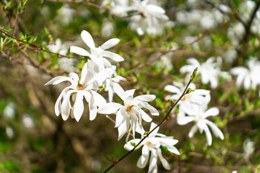 Close-up of Magnolia stellata or star magnolia during flowering in spring. Magnolia stellata Siebold and Zucc. Maxim. .