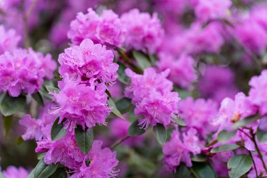 Close-up of the flowering rose bush Rhododendron 'PJ Mezitt'.
