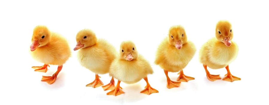 Five yellow fluffy ducklings