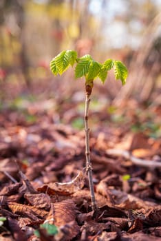 closeup of a very young horse chestnut tree