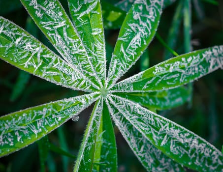 frost on a young lupine flower leaf
