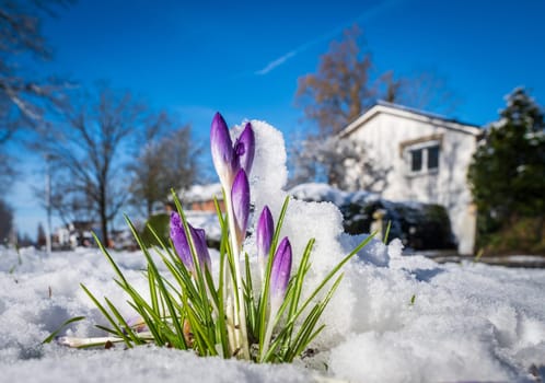 blooming crocusses covered with a fresh layer of march snow