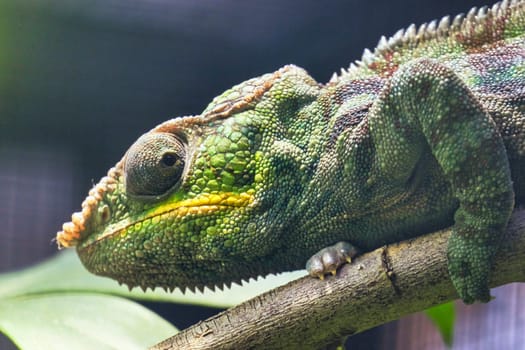 Portrait of a Panther Chameleon, Furcifer Pardalis. Close-up of a male adulti, Chester zoo.