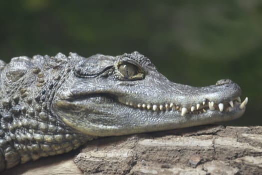 Head of a Spectacled Caiman in close-up. Chester zoo.