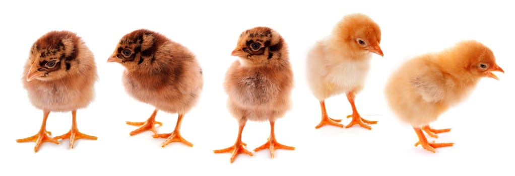 A few baby chicks over a white background